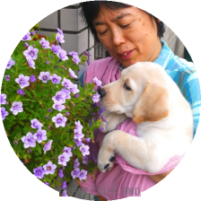 英国ラブラドールの子犬